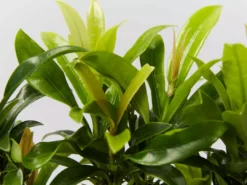 Shrubs Ixora Dwarf Orange