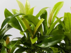 Shrubs Pool Friendly Plants Tropical Mixed Pack Of Outdoor Plants