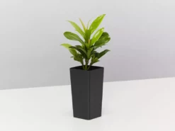 Shrubs Ixora Dwarf Orange