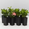 Shrubs Ixora Dwarf Pink