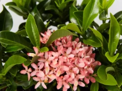 Shrubs Pool Friendly Plants Tropical Mixed Pack Of Outdoor Plants