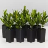 Shrubs Ixora Dwarf Yellow