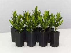 Shrubs Ixora Dwarf Yellow