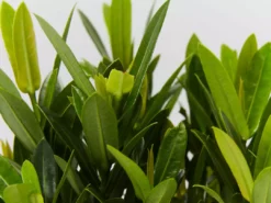 Shrubs Ixora Dwarf Red