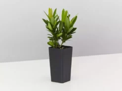 Shrubs Ixora Dwarf Red