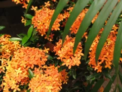 Shrubs Ixora Dwarf Orange