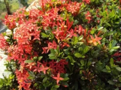 Shrubs Ixora Dwarf Red