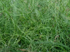 Indoor Garden Juncus Effusus Spiralis Border Plants
