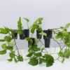 Indoor Garden Epipremnum Aureum Jade Pothos 1 Indoor Garden Epipremnum Aureum Jade Pothos