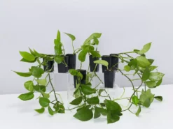 Indoor Garden Epipremnum Aureum Jade Pothos