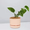 Pot + Plant Gift Box Jade Pothos - Pot + Plant + Soil