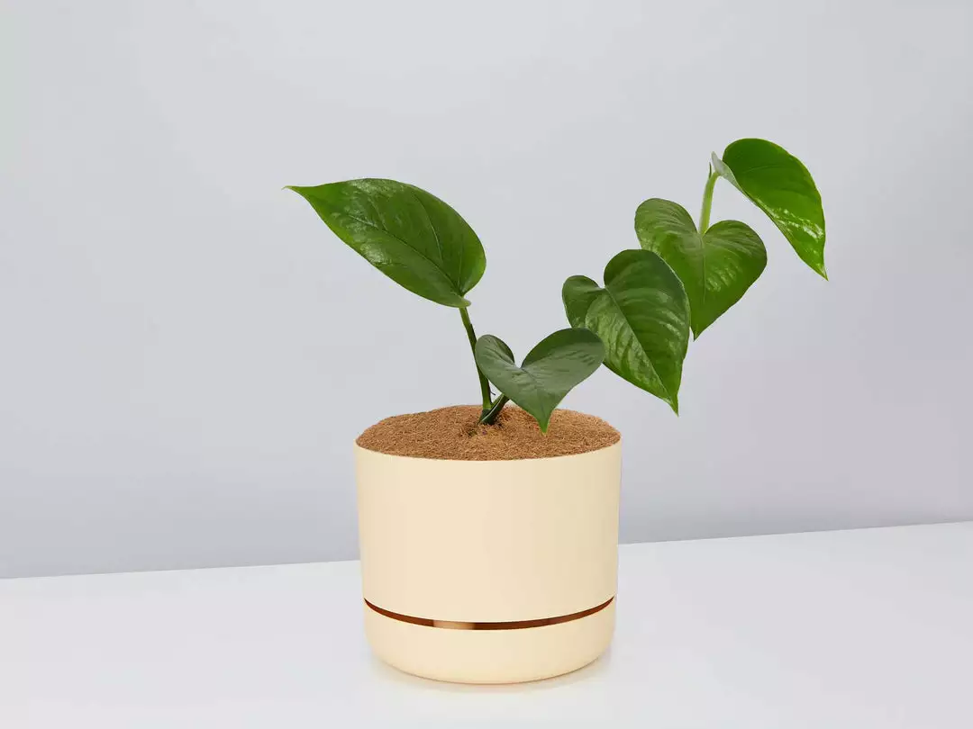Pot + Plant Gift Box Jade Pothos - Pot + Plant + Soil 7 Pot + Plant Gift Box Jade Pothos - Pot + Plant + Soil