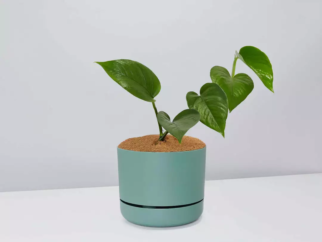 Pot + Plant Gift Box Jade Pothos - Pot + Plant + Soil 12 Pot + Plant Gift Box Jade Pothos - Pot + Plant + Soil