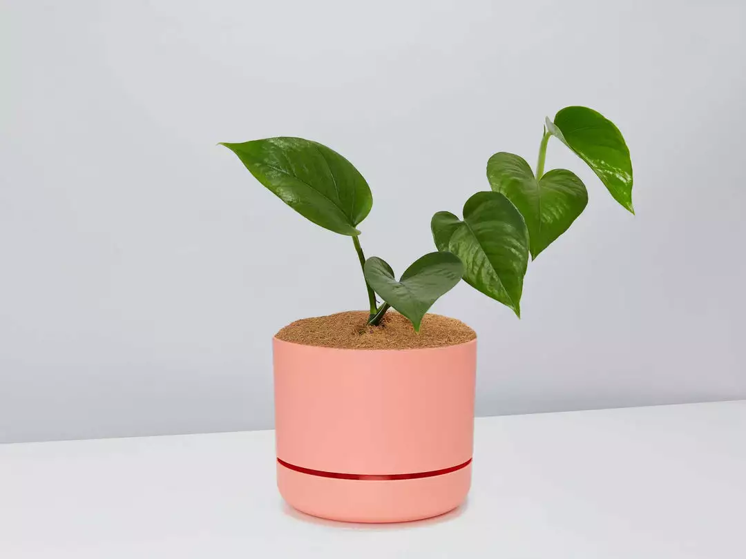Pot + Plant Gift Box Jade Pothos - Pot + Plant + Soil 13 Pot + Plant Gift Box Jade Pothos - Pot + Plant + Soil
