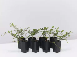 Shrubs Japanese Star Jasmine