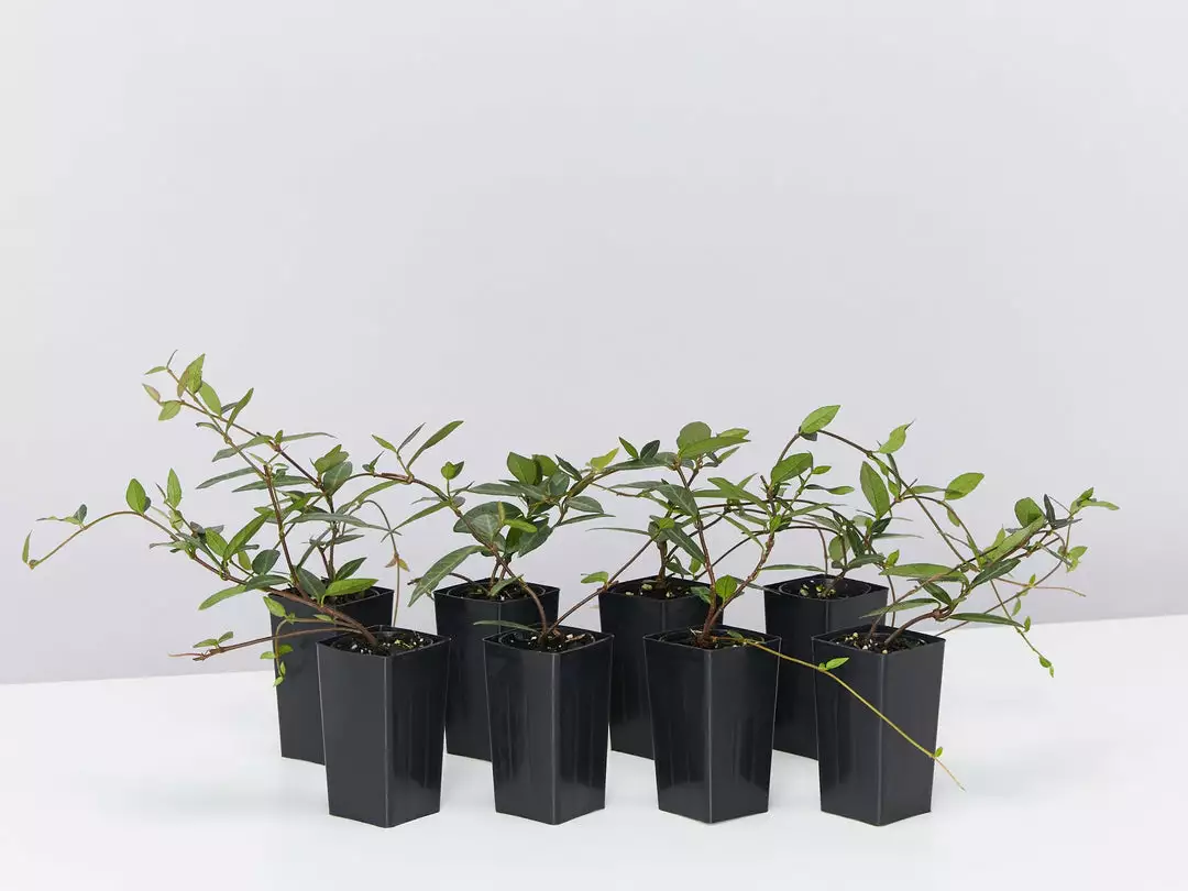 Shrubs Japanese Star Jasmine 3 Shrubs Japanese Star Jasmine