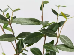 Shrubs Japanese Star Jasmine 8 Shrubs Japanese Star Jasmine