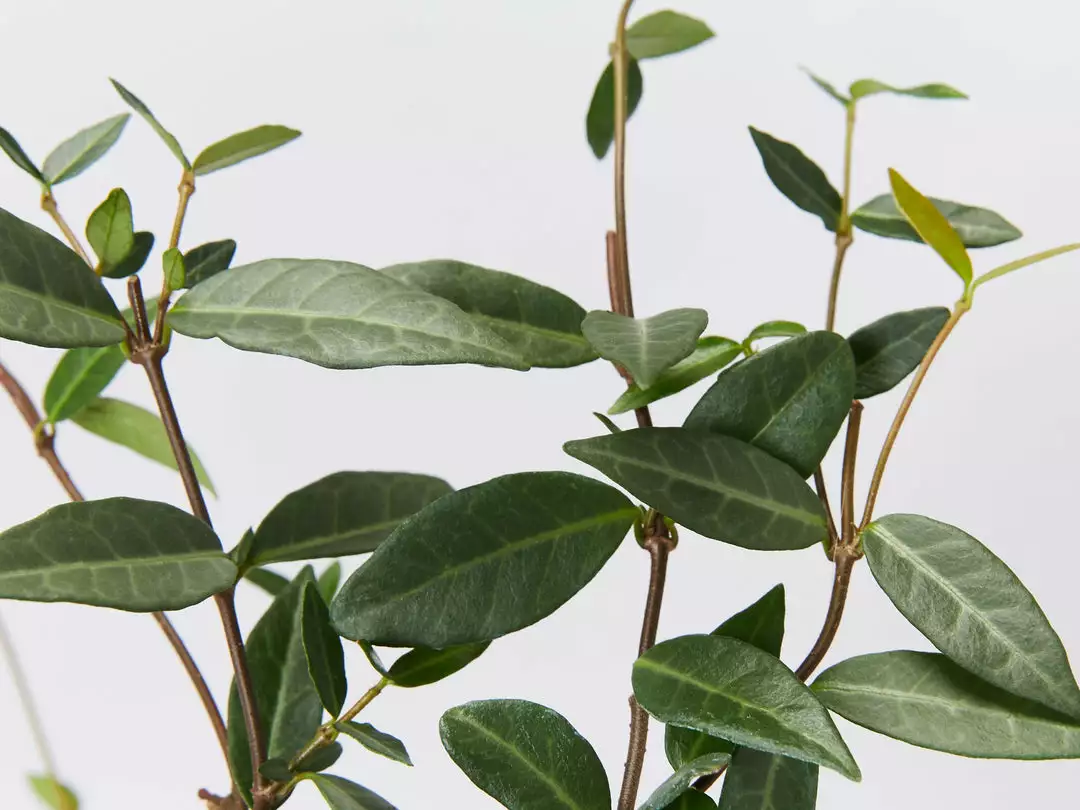 Shrubs Japanese Star Jasmine 4 Shrubs Japanese Star Jasmine