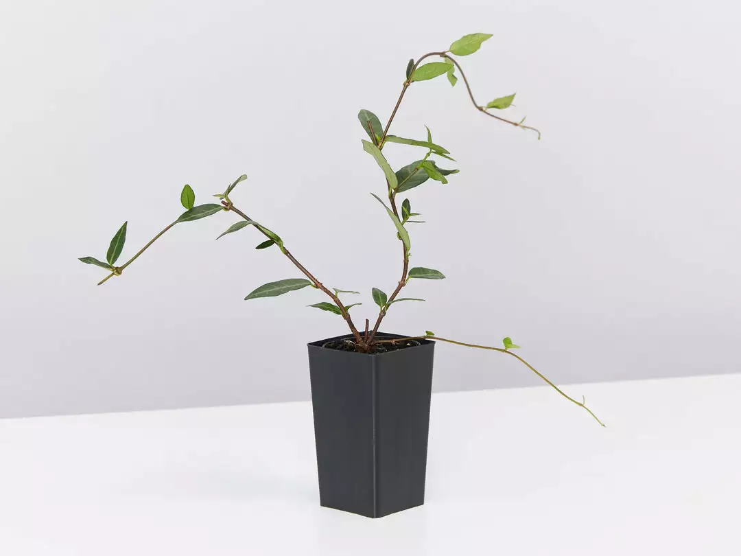 Shrubs Japanese Star Jasmine 6 Shrubs Japanese Star Jasmine