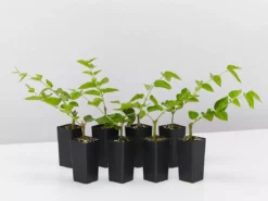 Shrubs Jasminum Sambac