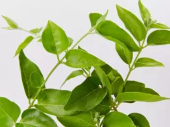 Shrubs Jasminum Sambac "Arabian Jasmine" Full Sun 11 Shrubs Jasminum Sambac