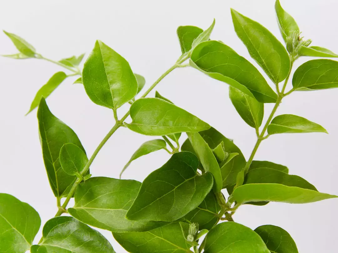 Shrubs Jasminum Sambac "Arabian Jasmine" Full Sun 5 Shrubs Jasminum Sambac "Arabian Jasmine" Full Sun