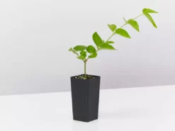 Shrubs Jasminum Sambac "Arabian Jasmine" Full Sun 13 Shrubs Jasminum Sambac