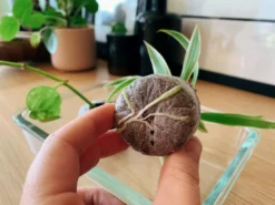 Fernland Jiffy Seed Pellet Outdoor Accessories