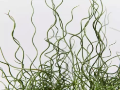 Indoor Garden Juncus Effusus Spiralis Border Plants