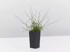 Indoor Garden Juncus Effusus Spiralis Border Plants