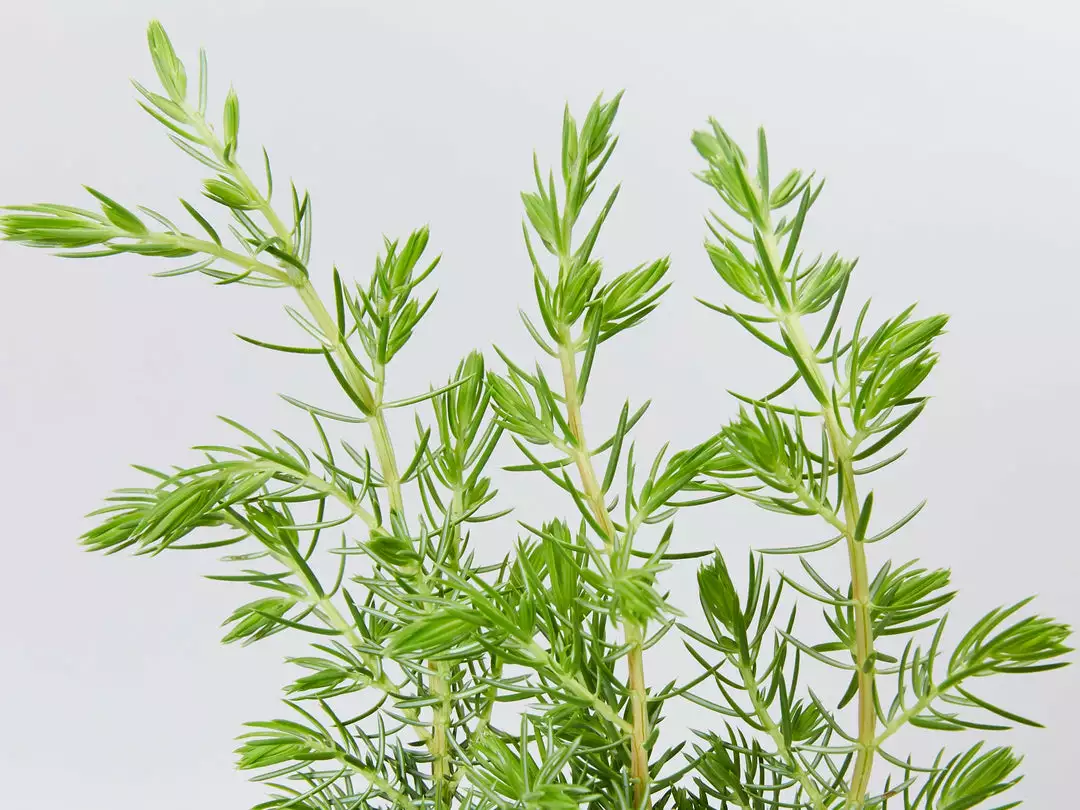 Shrubs Ground Covers Juniperus Conferta 4 Shrubs Ground Covers Juniperus Conferta