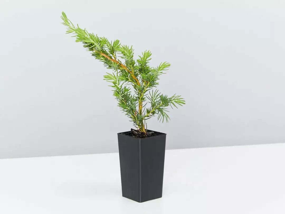 Shrubs Ground Covers Juniperus Conferta 5 Shrubs Ground Covers Juniperus Conferta