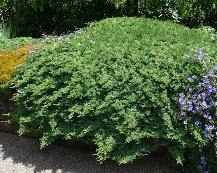 Shrubs Juniperus Procumbens Nana 4 Shrubs Juniperus Procumbens Nana