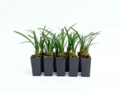 Shrubs Liriope Muscari Samantha