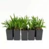 Shrubs Liriope Muscari 'Royal Purple' Border Plants