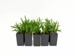 Shrubs Liriope Muscari'Royal Purple' Border Plants