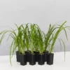 Ozbreed Lomandra Hystrix 'Tropic Cascade' Pbr 2 Ozbreed Lomandra Hystrix 'Tropic Cascade' Pbr