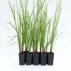 Ozbreed Border Plants Frilly Lace™ Lomandra Multiflora ‘VER1’ Pbr