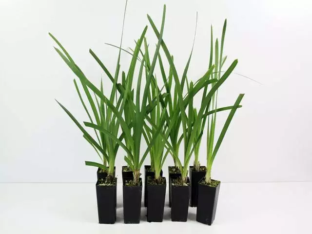 Shrubs Lomandra Spicata Full Sun 3 Shrubs Lomandra Spicata Full Sun