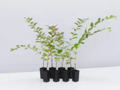 Shrubs Crepe Myrtle (Lagerstroemia Acoma)