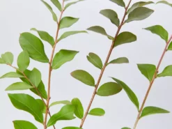 Shrubs Crepe Myrtle (Lagerstroemia Acoma)