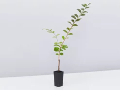 Shrubs Crepe Myrtle (Lagerstroemia Acoma)