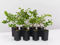 Shrubs Lagerstroemia Indica Infinitini Magenta