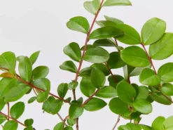 Shrubs Lagerstroemia Indica Infinitini Magenta