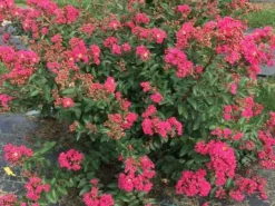 Shrubs Lagerstroemia Indica Infinitini Magenta