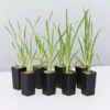 Shrubs Lomandra Longifolia Mat Rush 1 Shrubs Lomandra Longifolia Mat Rush