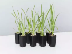 Shrubs Lomandra Longifolia Mat Rush