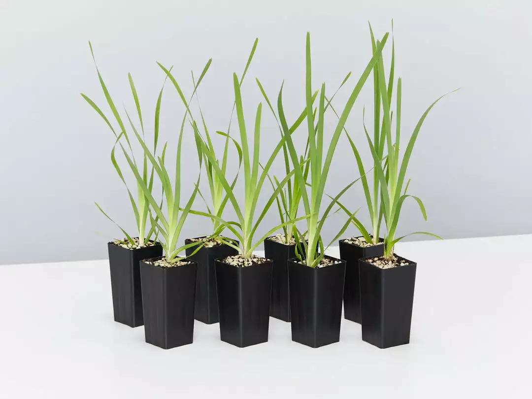 Shrubs Lomandra Longifolia Mat Rush 3 Shrubs Lomandra Longifolia Mat Rush