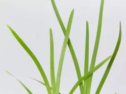 Shrubs Lomandra Longifolia Mat Rush 9 Shrubs Lomandra Longifolia Mat Rush