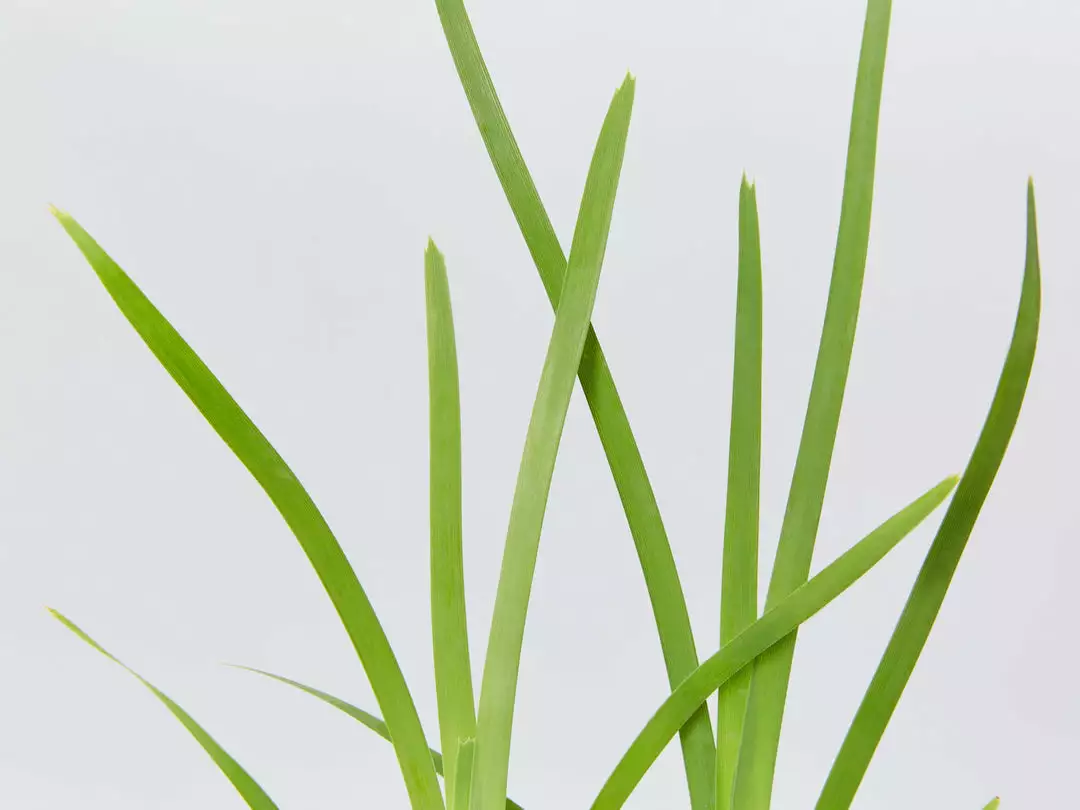 Shrubs Lomandra Longifolia Mat Rush 4 Shrubs Lomandra Longifolia Mat Rush